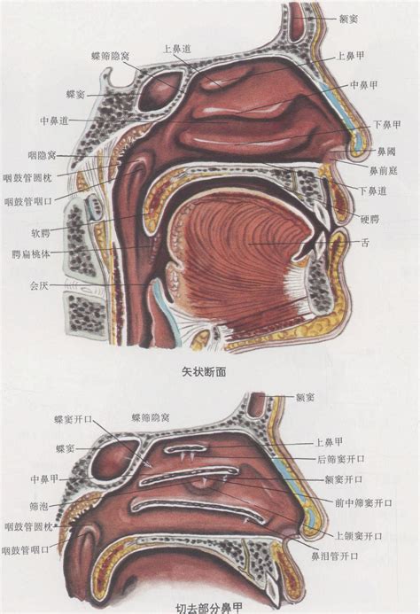 鼻孔中間叫什麼|鼻孔中间的部位叫什么